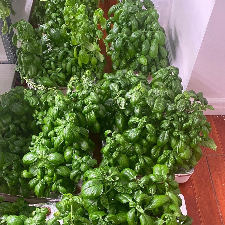 Trays of dense, glossy basil in GIY hydroponic units, grown indoors during lockdown