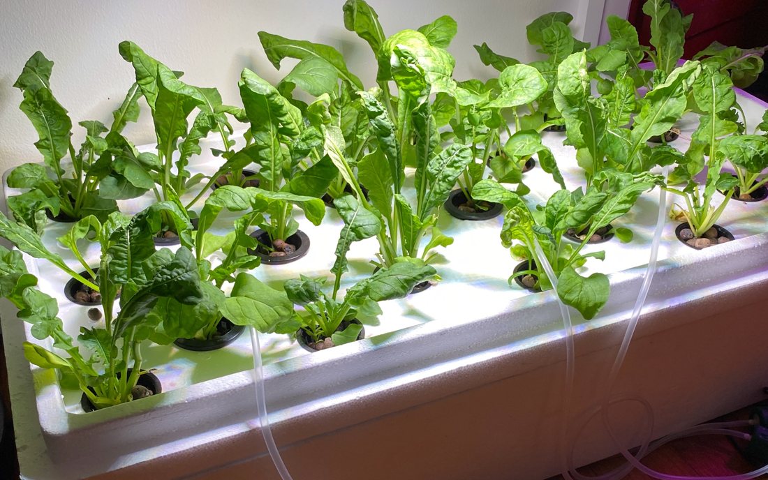Lettuce growing in a white hydroponic channel
