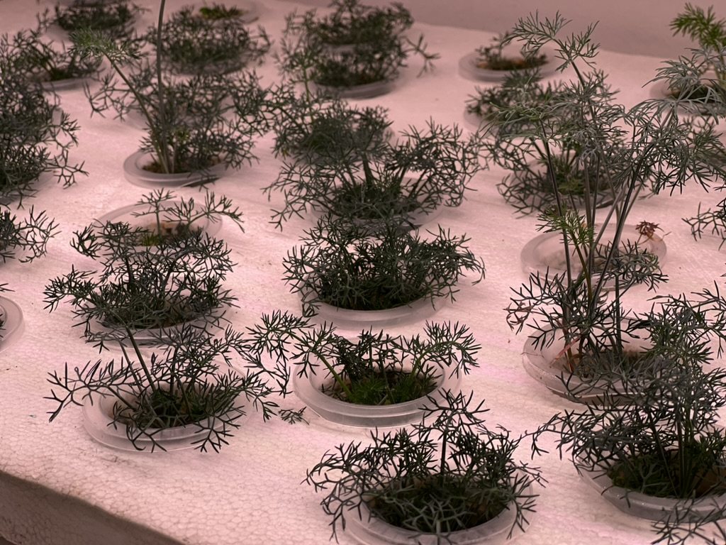Dill growing in net cups on a hydroponic raft under grow lights