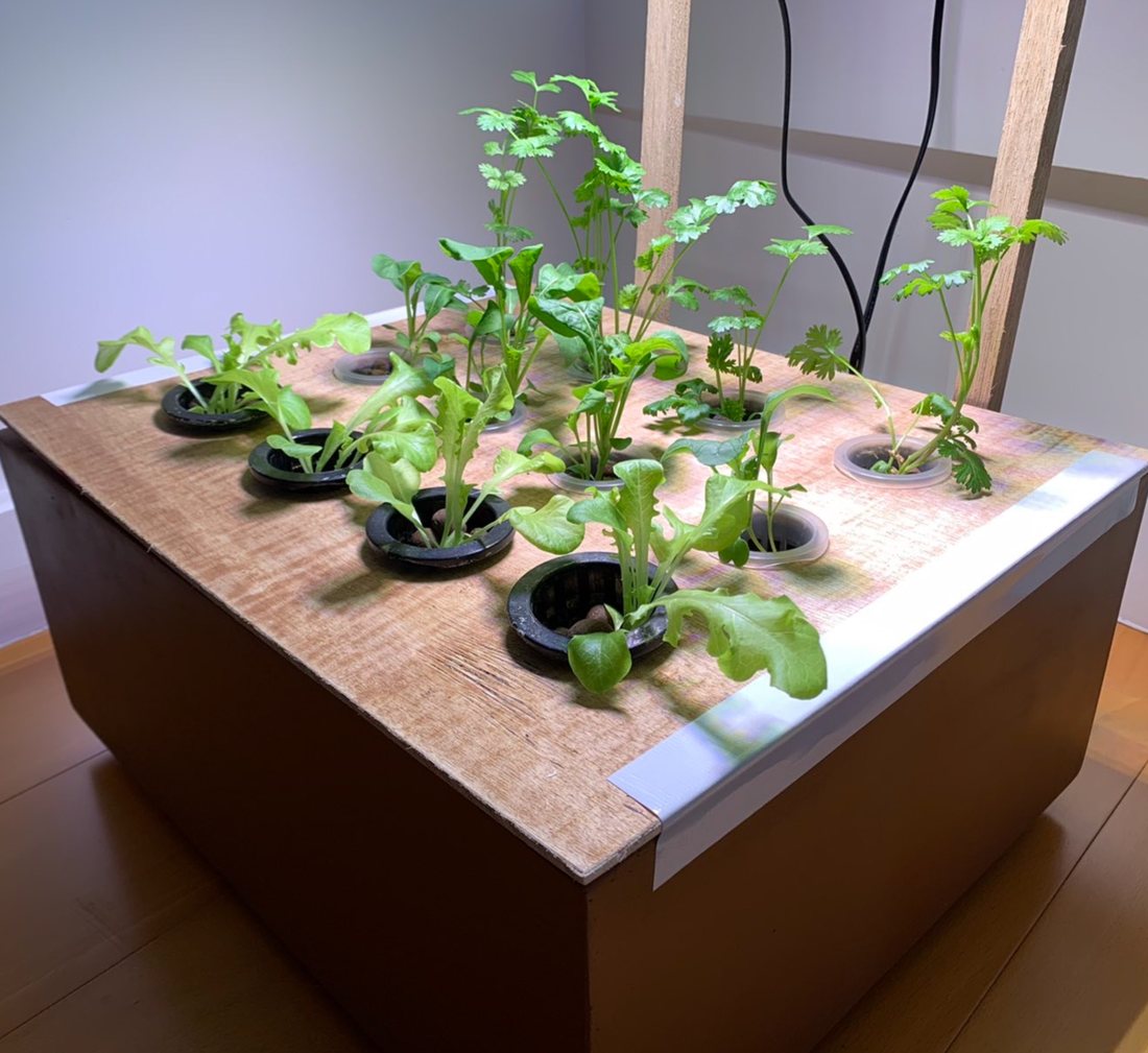 An early wooden hydroponic unit with seedlings under a grow light