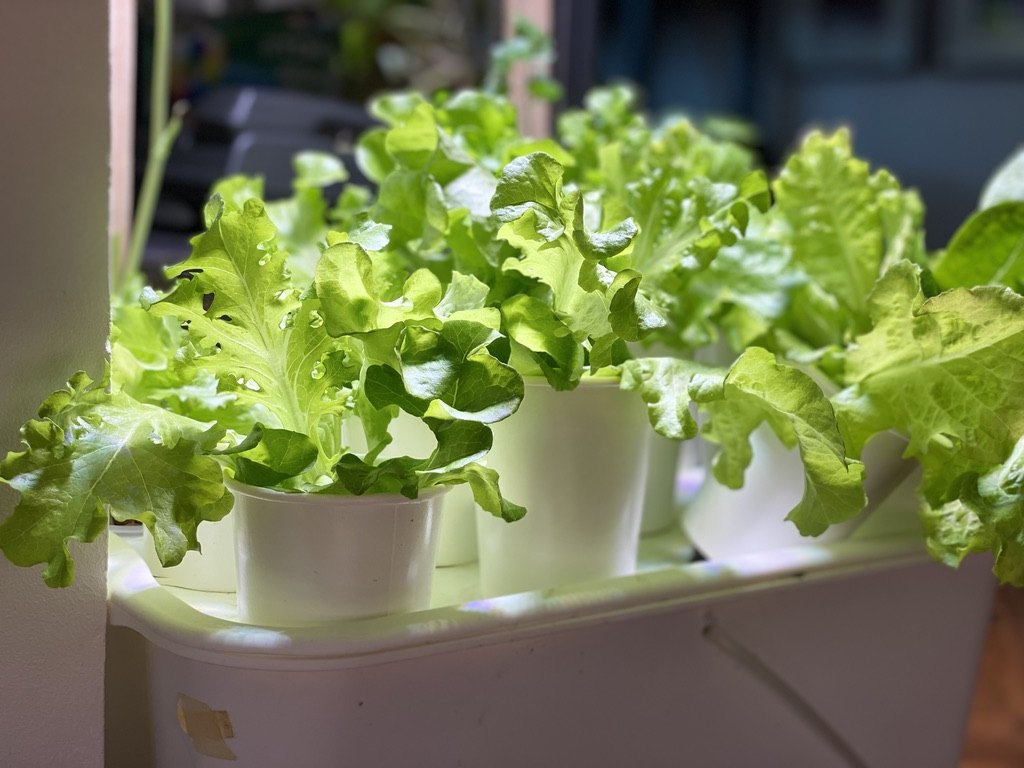 Mature loose-leaf lettuce ready to harvest in a GIY unit