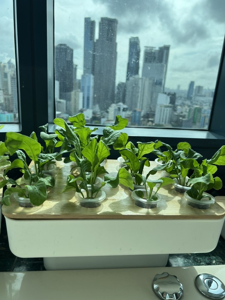 Lettuce seedlings growing in a GIY box on a windowsill above the Makati skyline