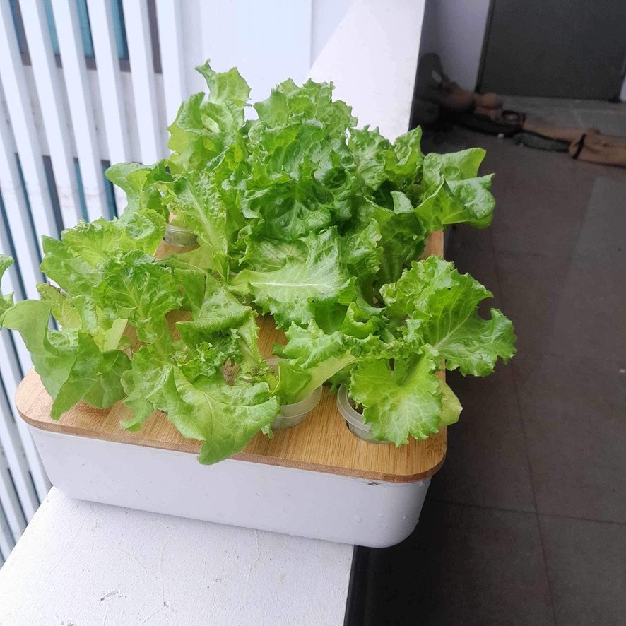 Timber trough racks of romaine lettuce growing on a sunny terrace