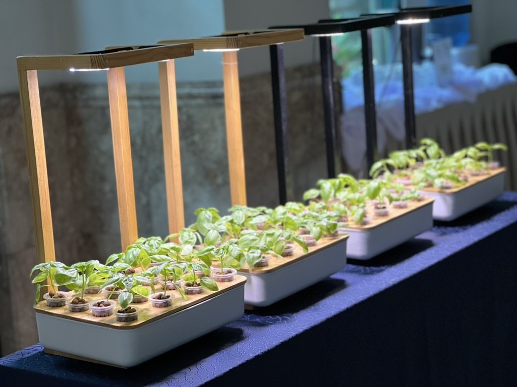 A row of bamboo-framed GIY units with grow lights, planted with basil seedlings